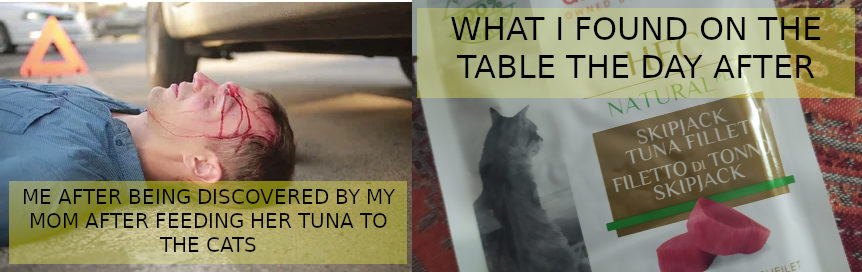 Feed Cat